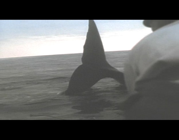 白鲸记剧照的剧照