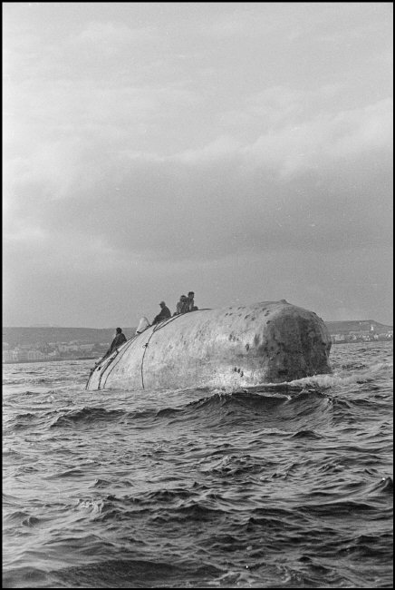 白鲸记剧照的剧照