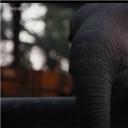 纳勒迪：一只小象的故事剧照