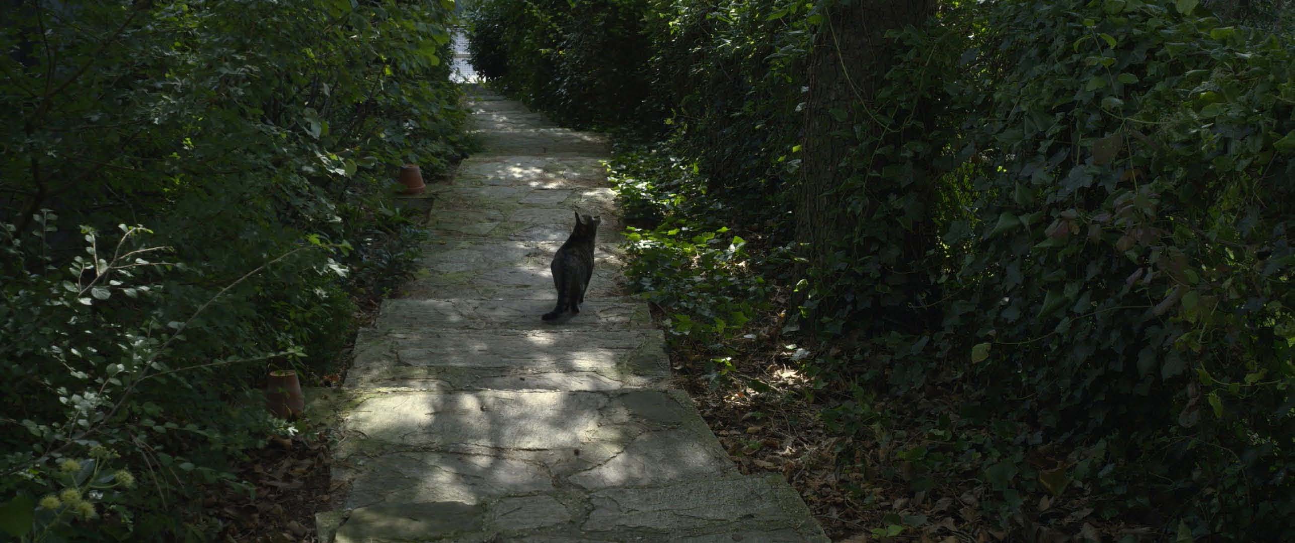 公猫剧照的剧照