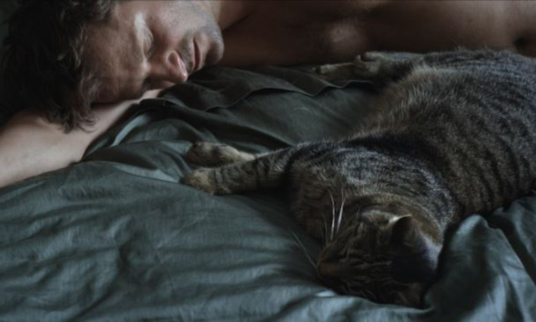 公猫剧照的剧照