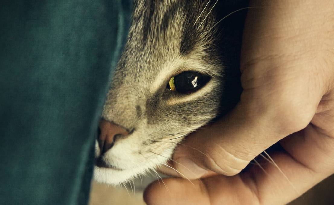 公猫剧照的剧照