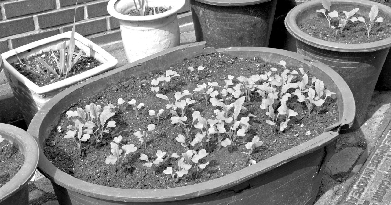 草叶集剧照的剧照