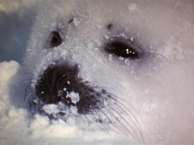 很可能是魔鬼剧照的剧照