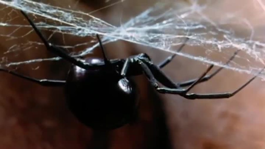 黄蜂女来袭剧照的剧照