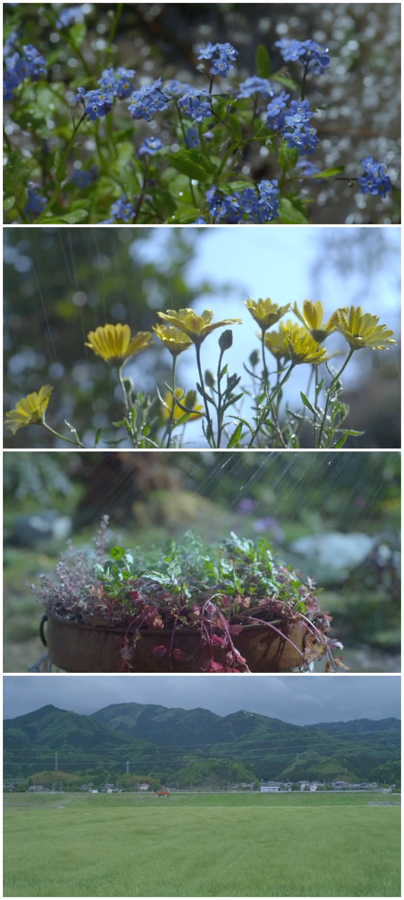 黄色大象剧照的剧照