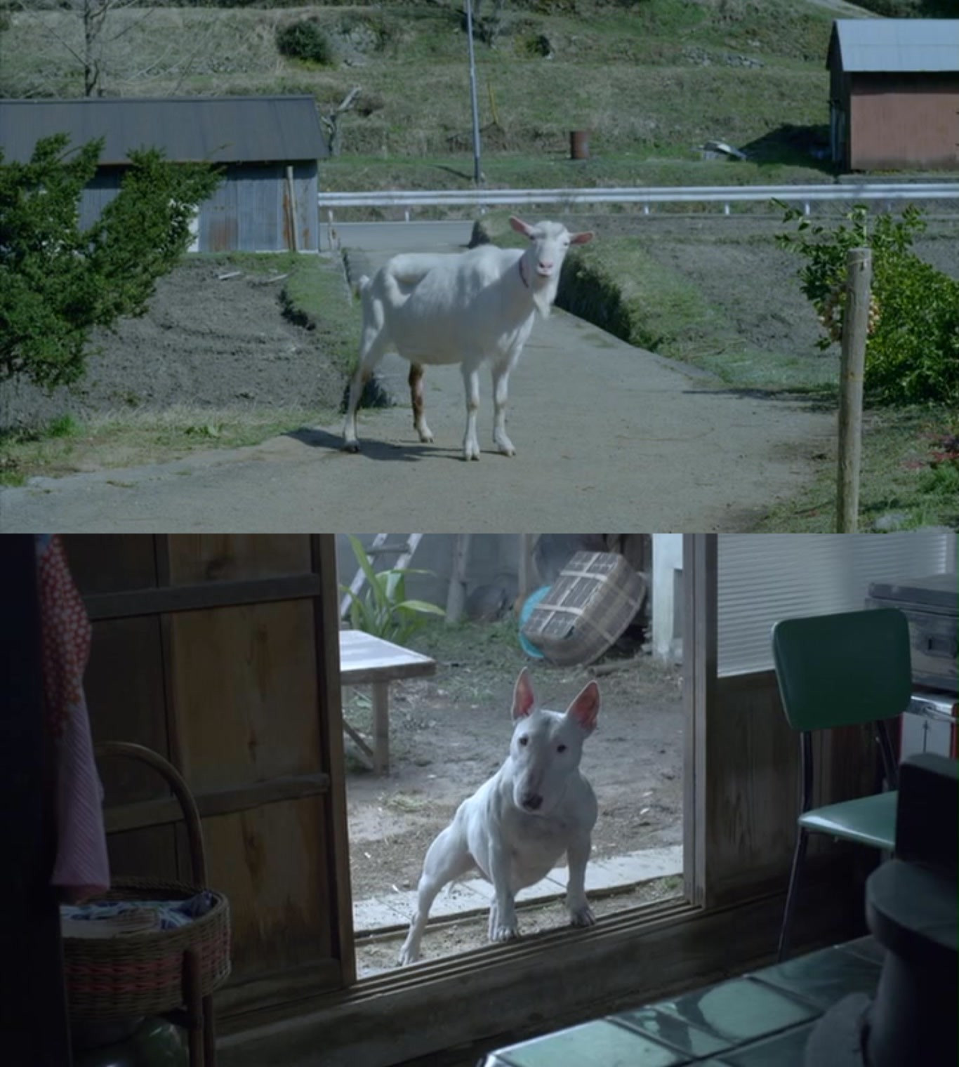 黄色大象剧照的剧照