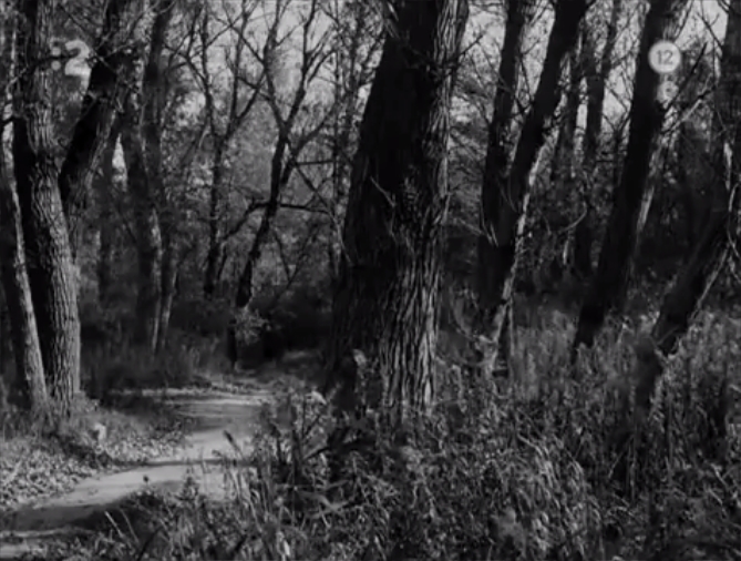 网中的太阳剧照的剧照