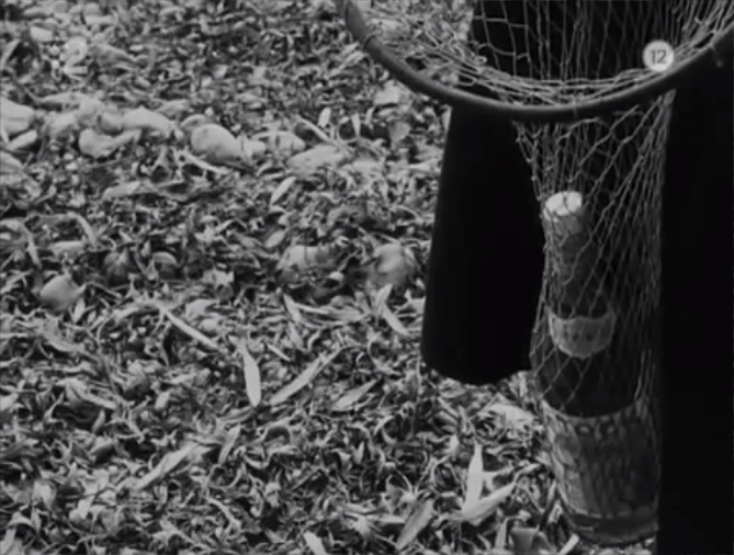 网中的太阳剧照的剧照