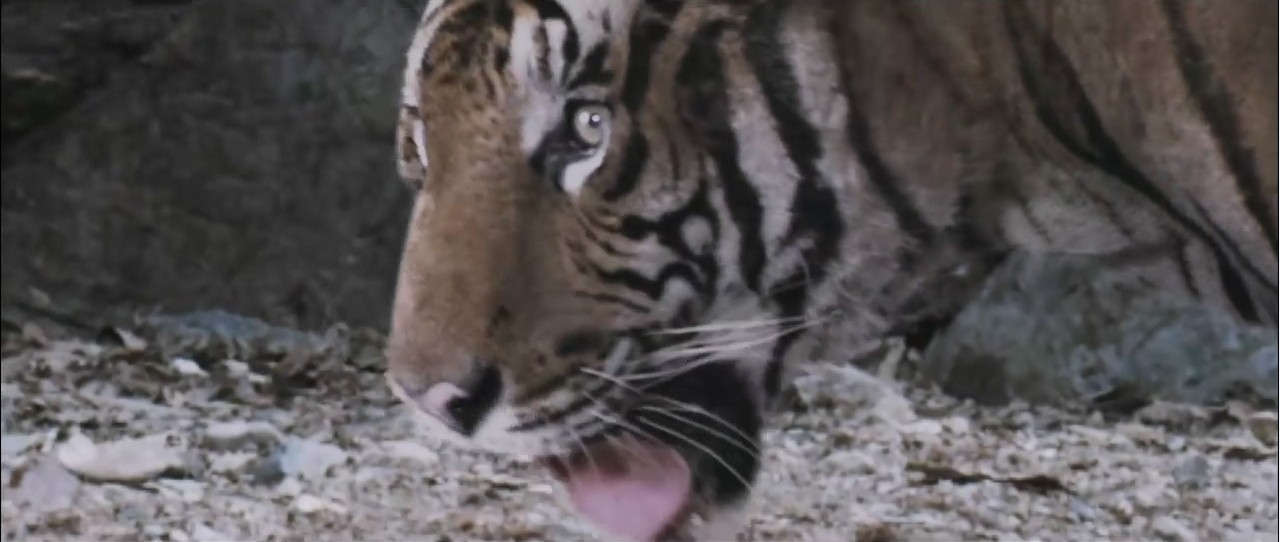 最终兵器：弓剧照的剧照