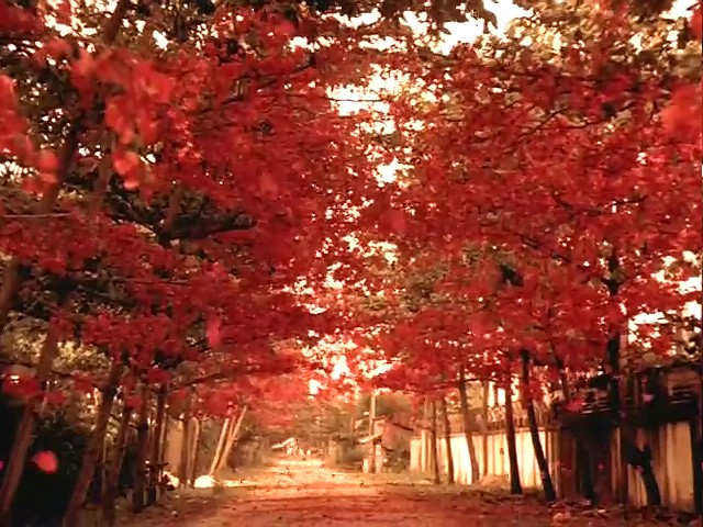 恋恋三季剧照的剧照