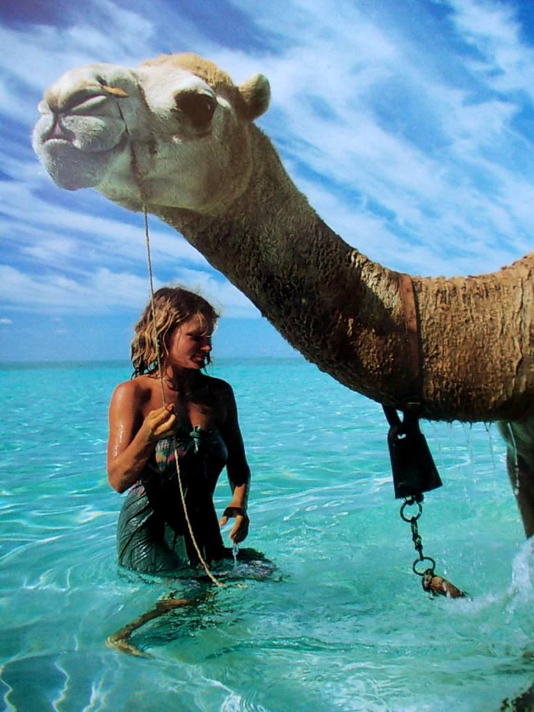 沙漠驼影剧照的剧照