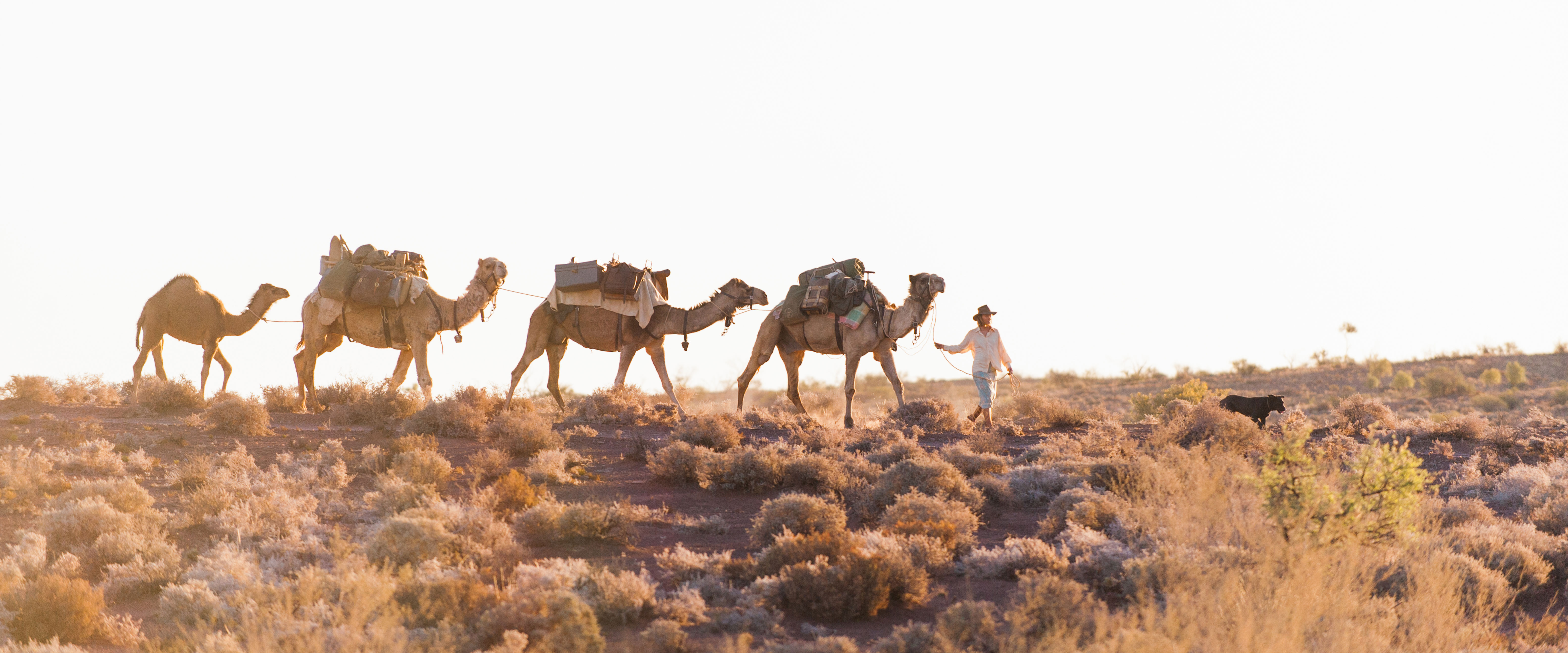 沙漠驼影剧照的剧照
