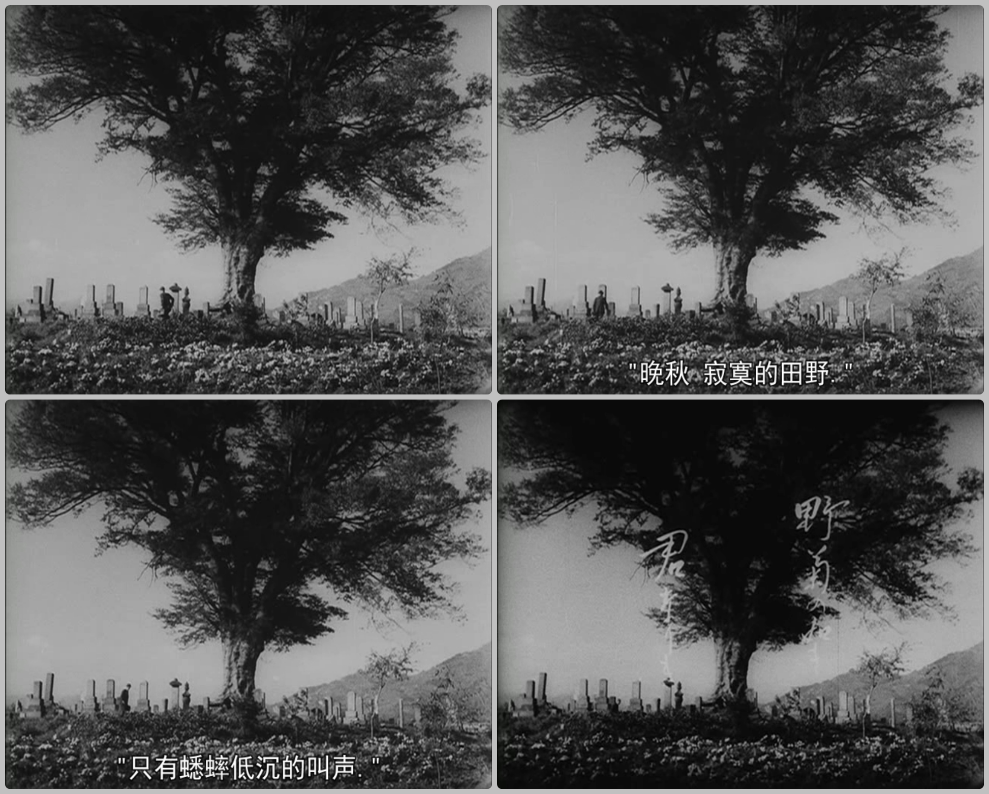 野菊之墓剧照的剧照