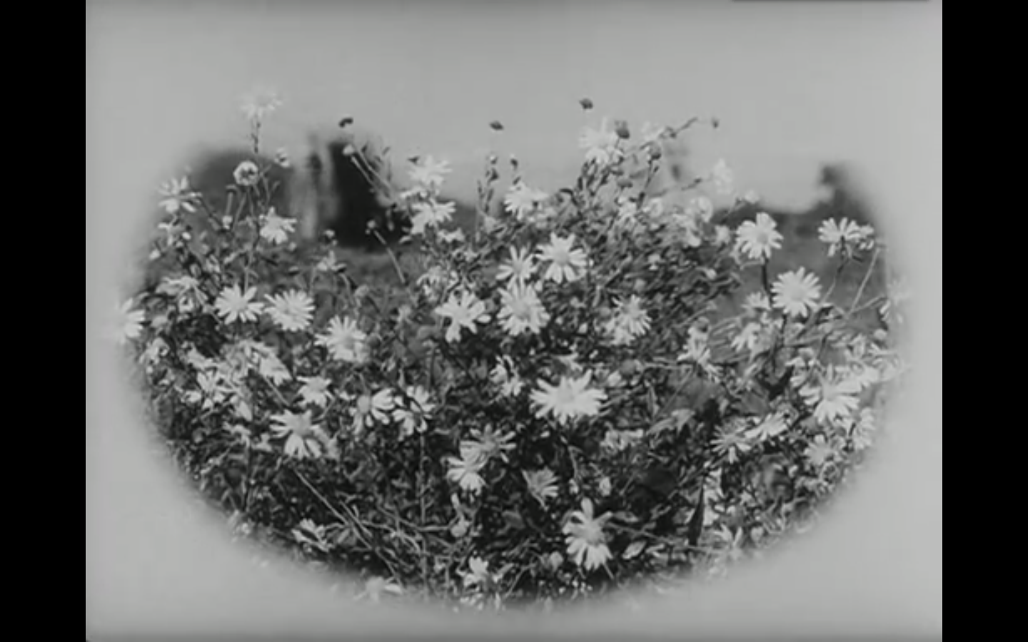 野菊之墓剧照的剧照