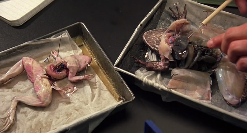 我恨你的十件事剧照的剧照