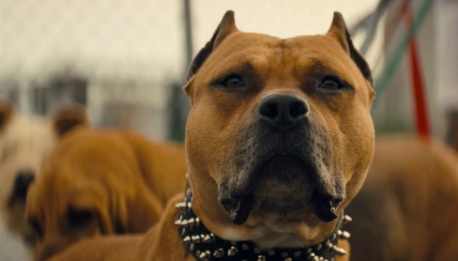 优步危机剧照的剧照