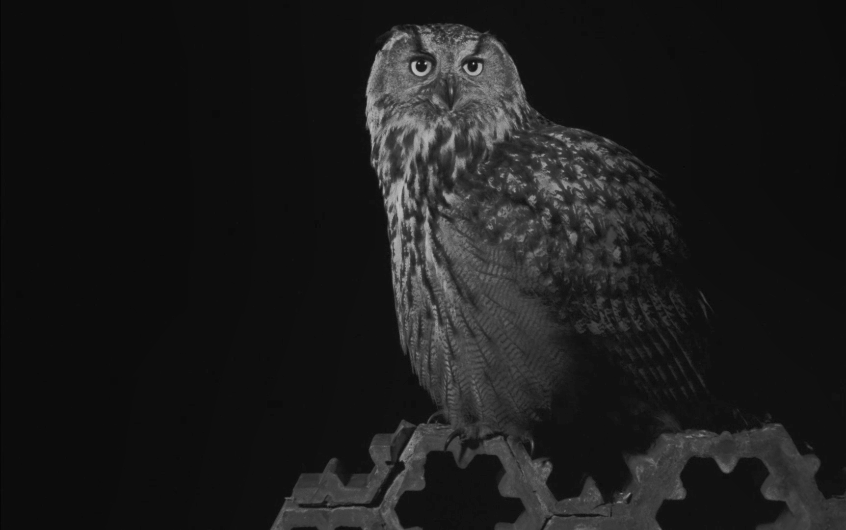 撒旦探戈剧照的剧照