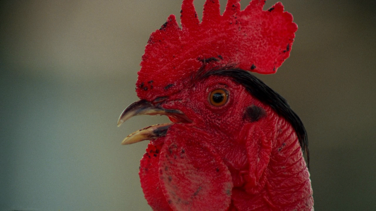 千惊万险剧照的剧照