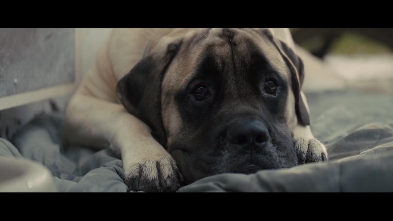 一条狗的使命2剧照的剧照