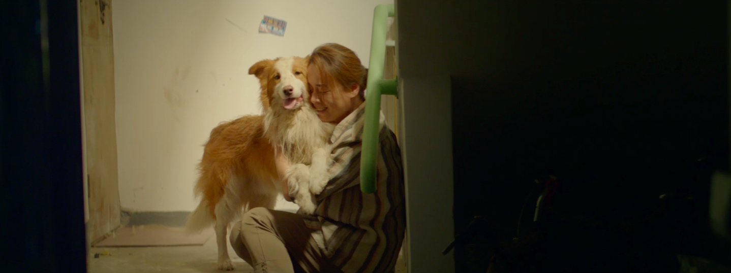 一条狗的使命2剧照的剧照