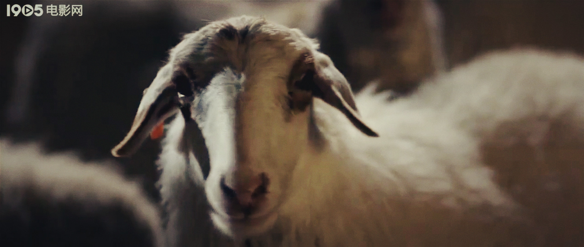 丢羊剧照的剧照