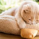 猫咪后院之家剧照