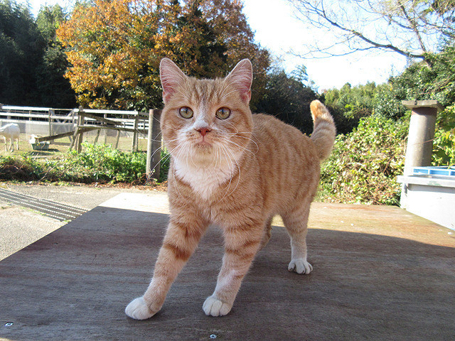 猫咪后院之家剧照的剧照