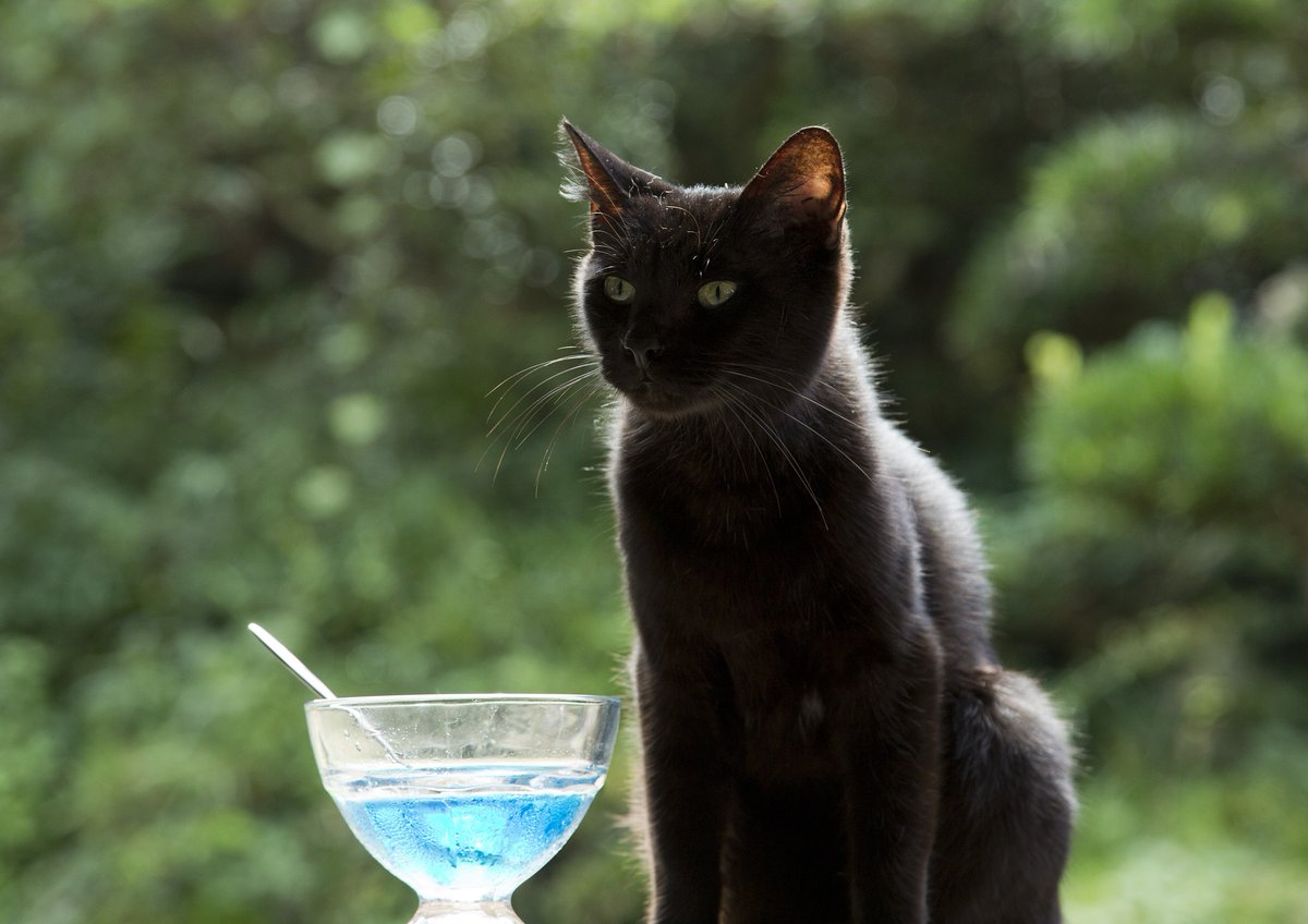 猫咪后院之家剧照的剧照