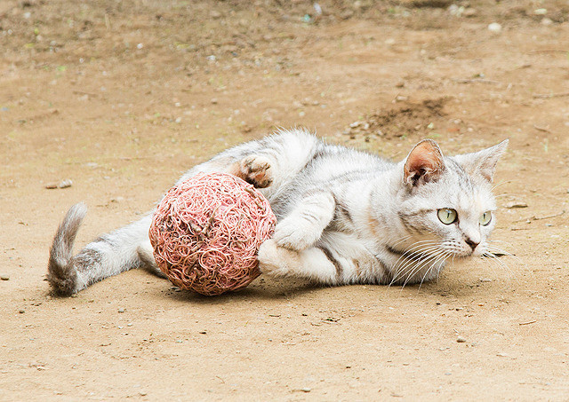 猫咪后院之家剧照的剧照