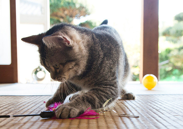 猫咪后院之家剧照的剧照