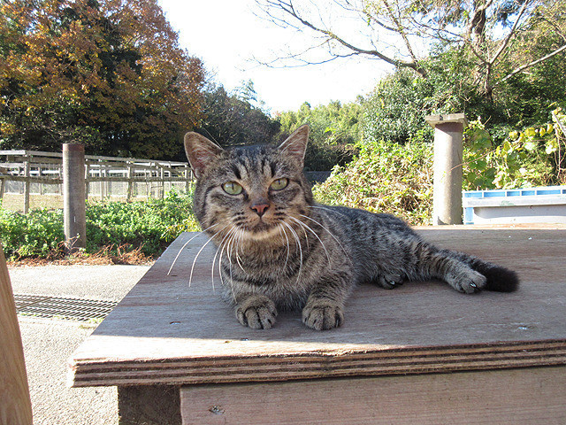 猫咪后院之家剧照的剧照