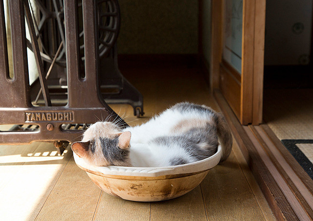 猫咪后院之家剧照的剧照