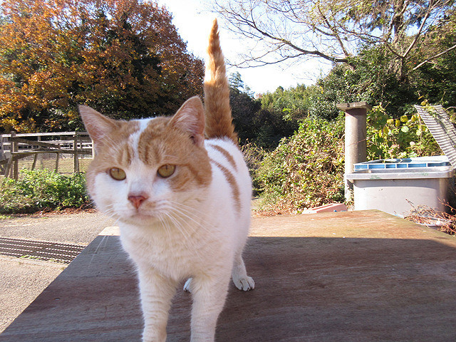 猫咪后院之家剧照的剧照