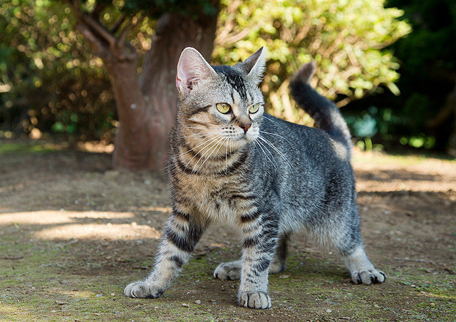 猫咪后院之家剧照的剧照