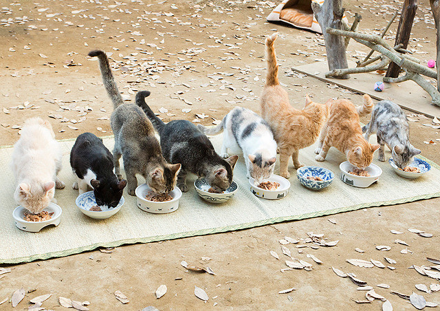 猫咪后院之家剧照的剧照