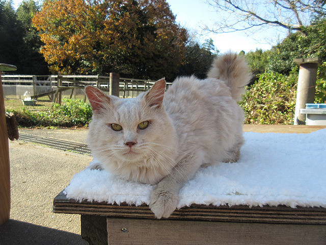 猫咪后院之家剧照的剧照