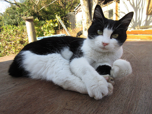 猫咪后院之家剧照的剧照