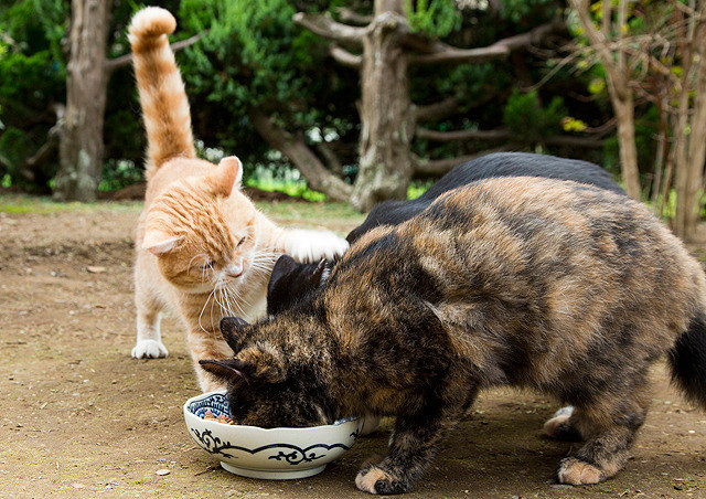 猫咪后院之家剧照的剧照