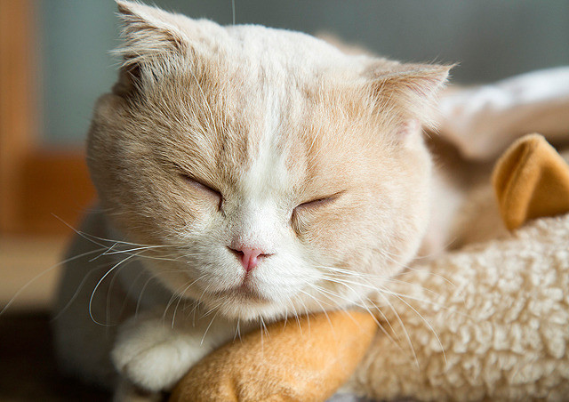 猫咪后院之家剧照的剧照