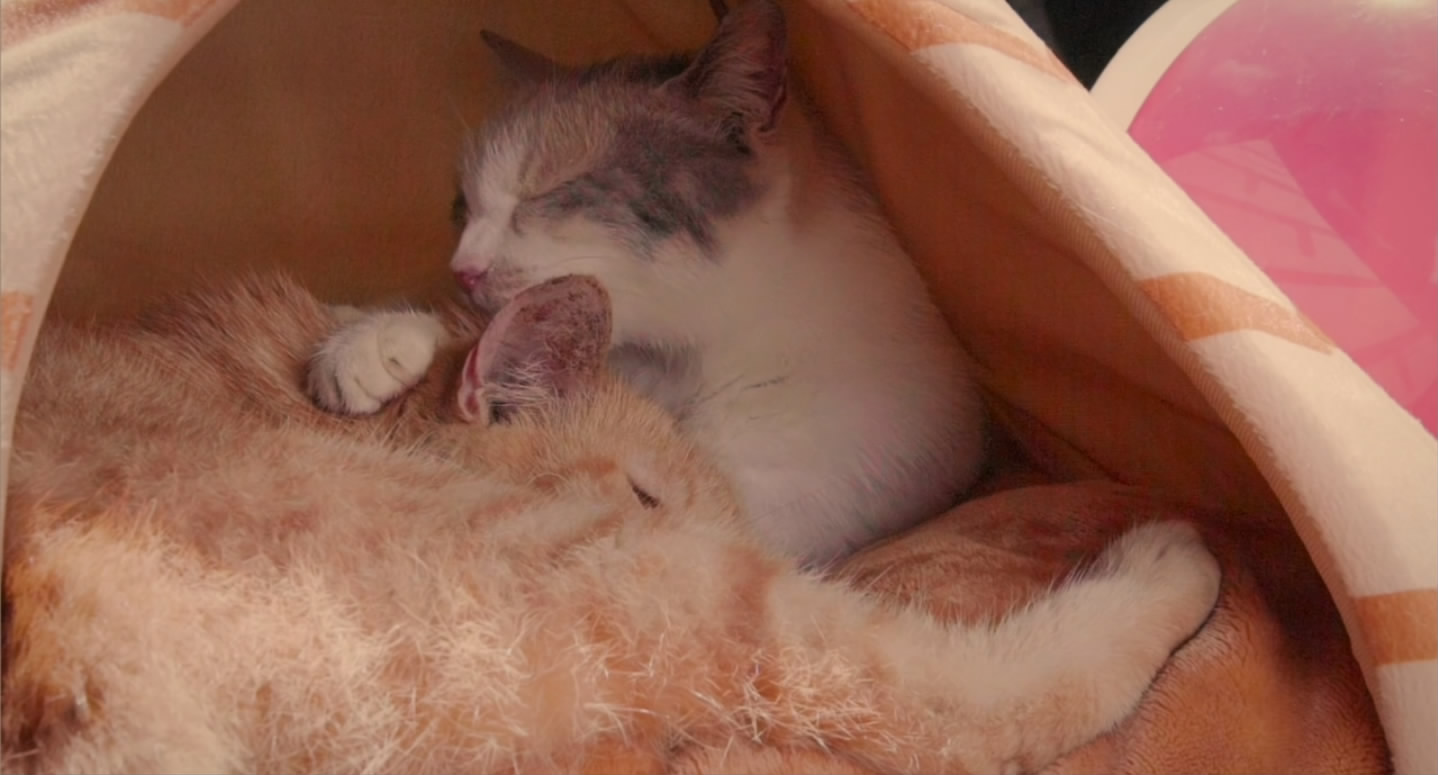 猫咪后院之家剧照的剧照