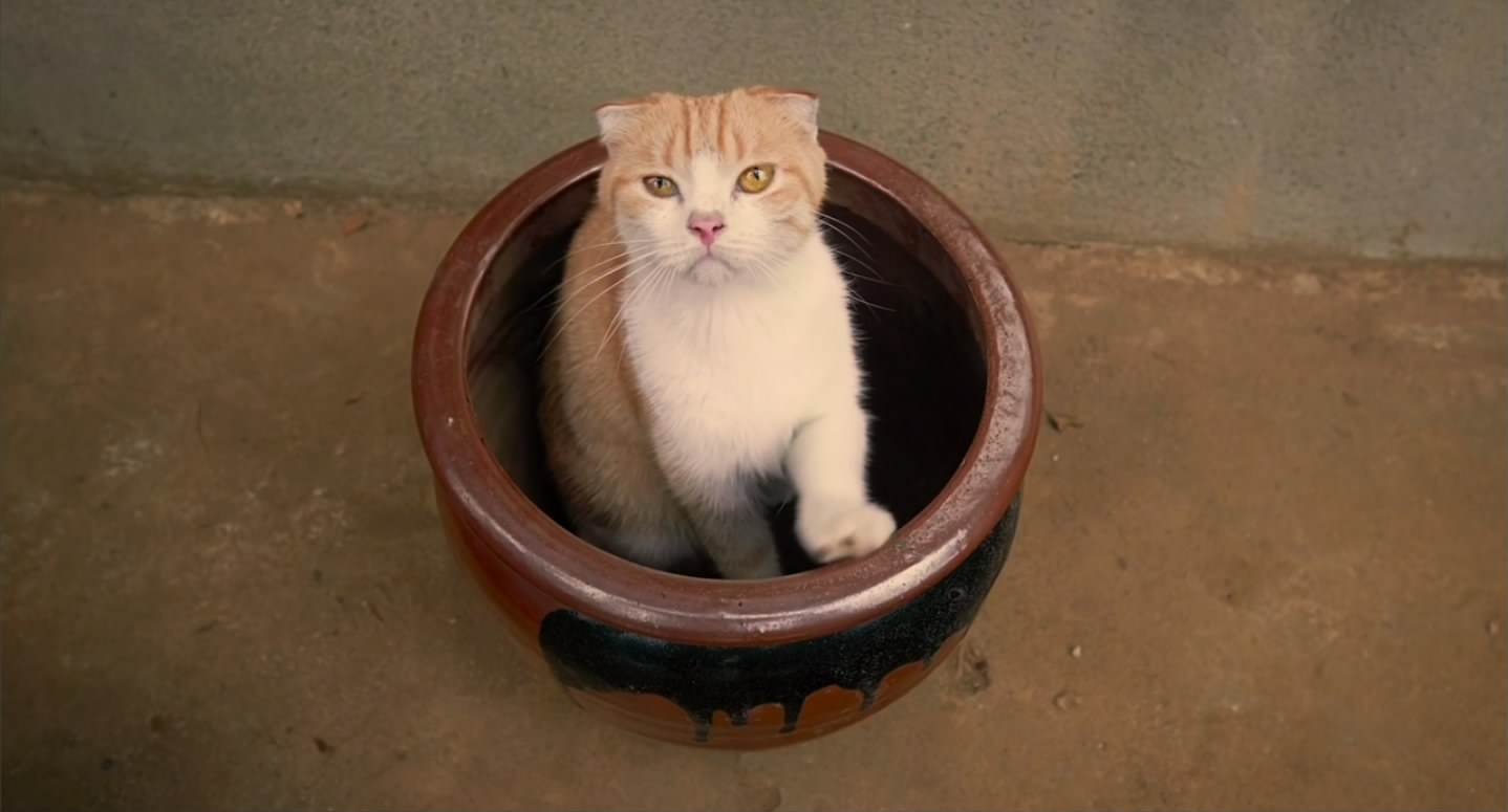 猫咪后院之家剧照的剧照