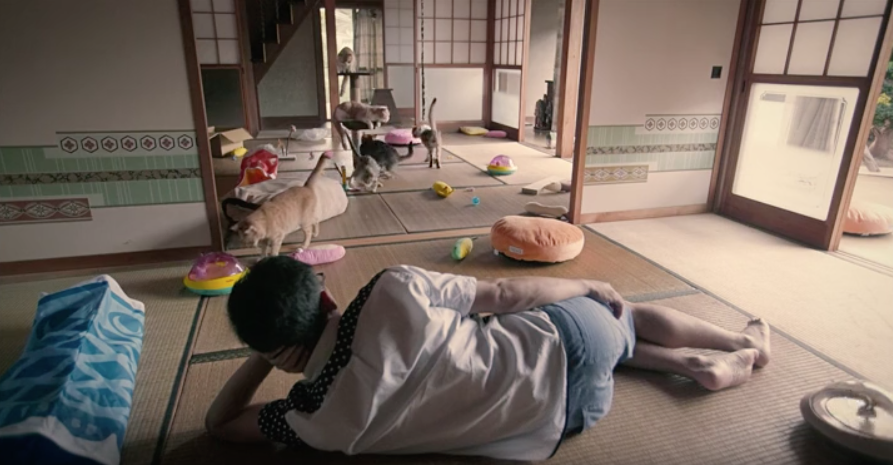 猫咪后院之家剧照的剧照