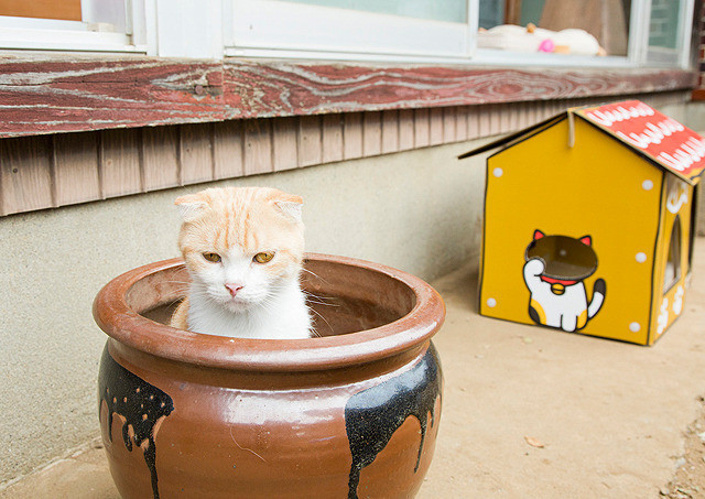 猫咪后院之家剧照的剧照