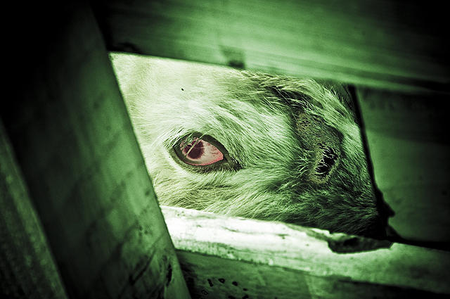 恐怖兔子剧照的剧照