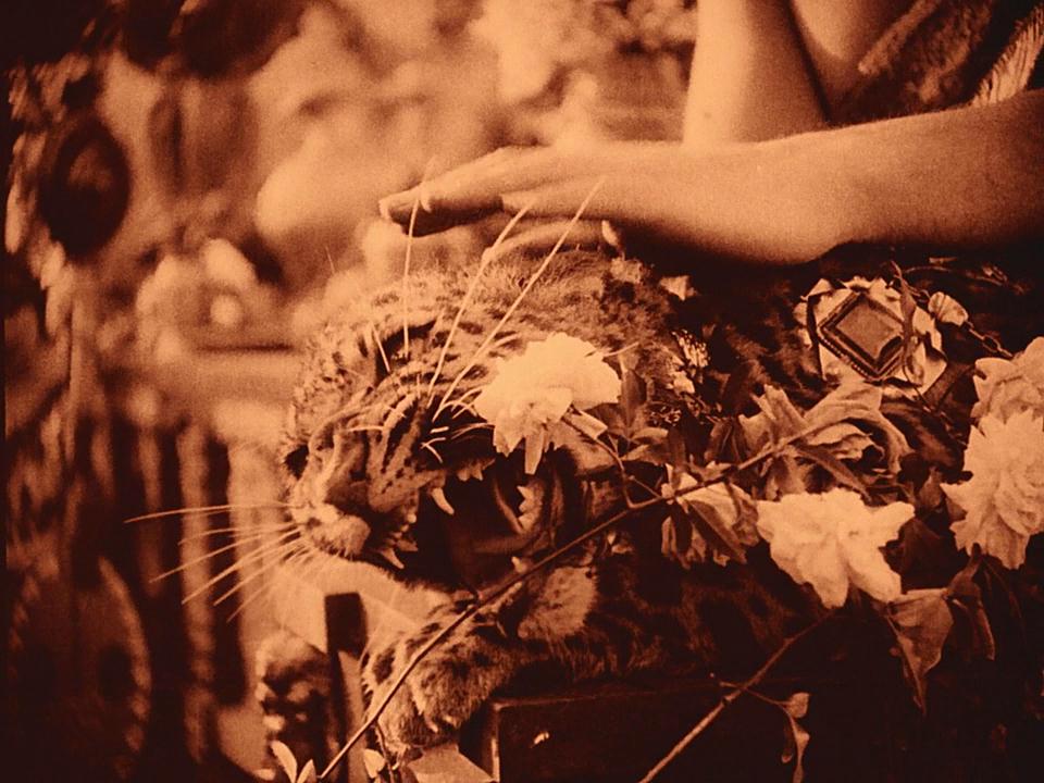 党同伐异剧照的剧照