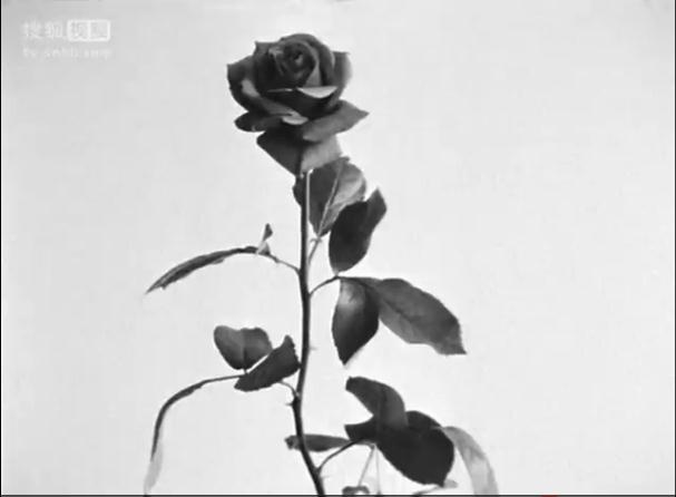 玫瑰艾勒沙剧照的剧照