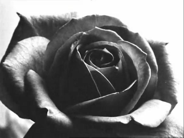 玫瑰艾勒沙剧照的剧照