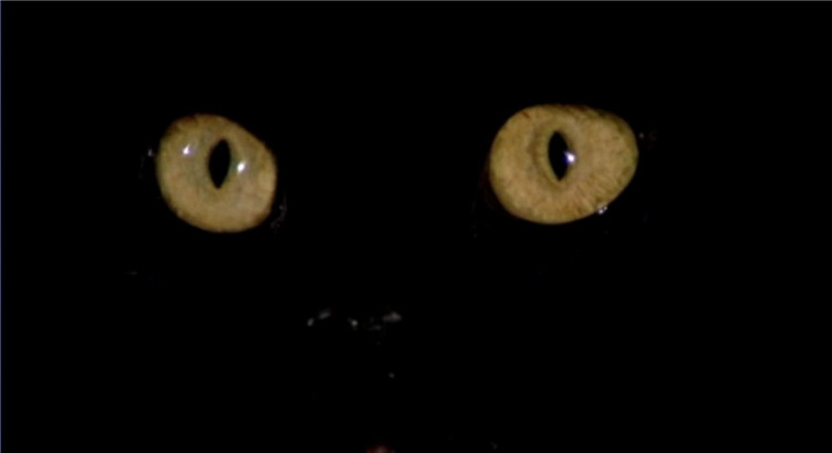 黑猫之眼剧照的剧照