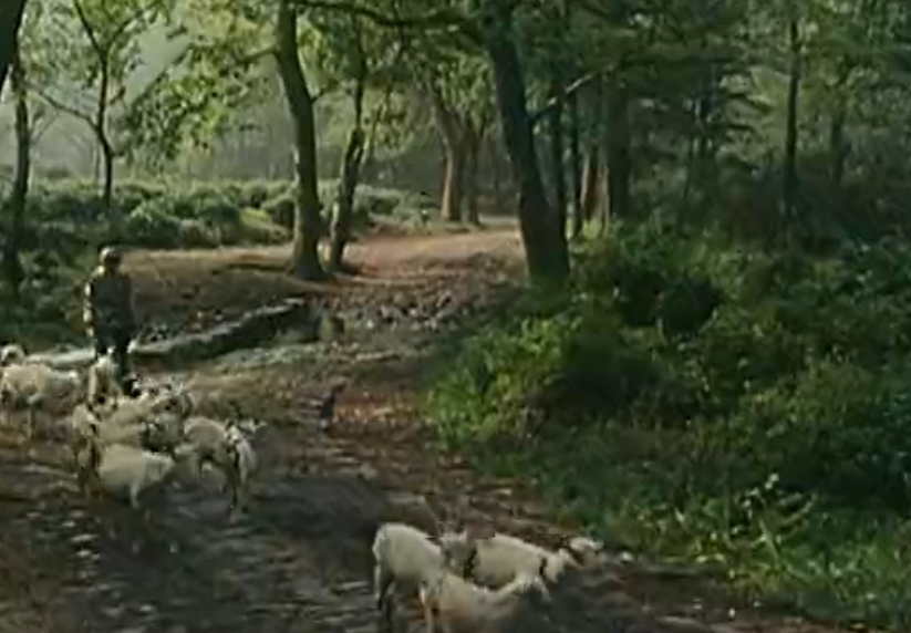 金秋桂花迟剧照的剧照